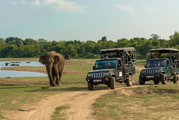 Wilpattu Safari Jeep