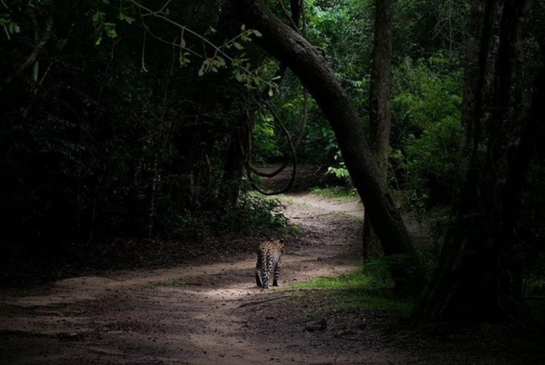 Wilpattu Bush Walk