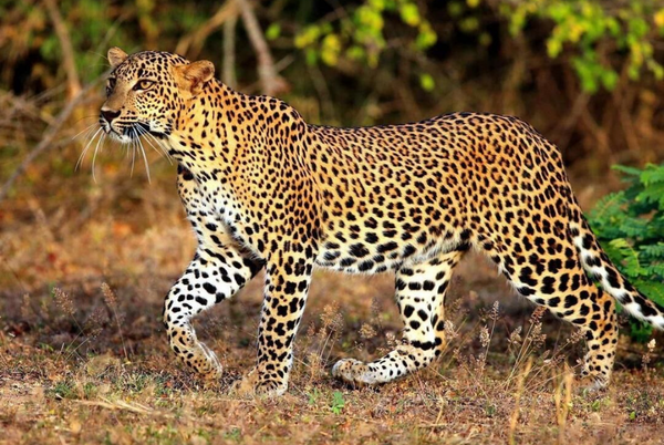 Wilpattu Safari