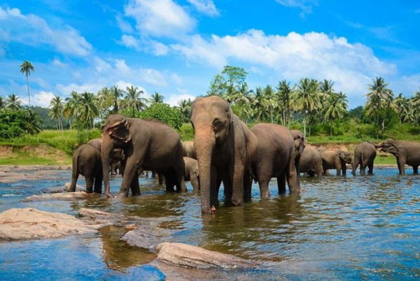 Pinnawala Elephants
